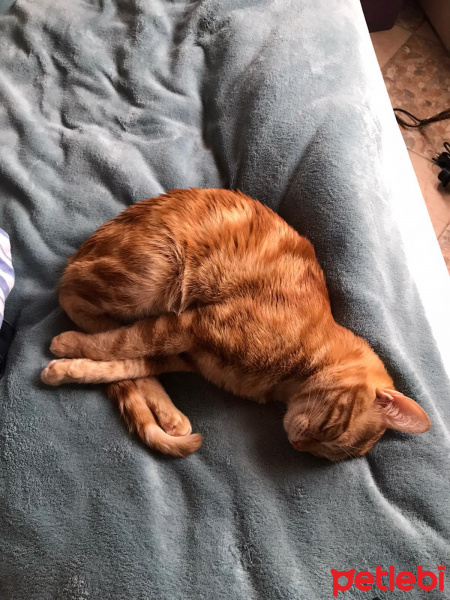 Tekir Kedi, Kedi  cedi fotoğrafı