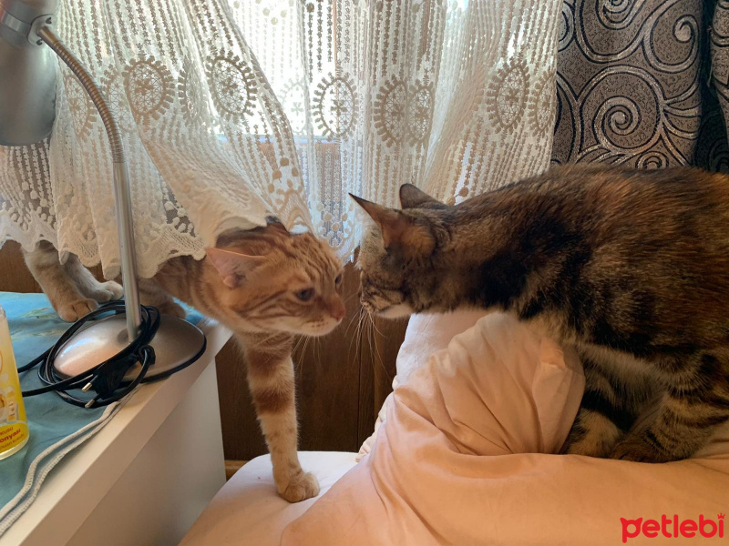 Tekir Kedi, Kedi  cedi fotoğrafı