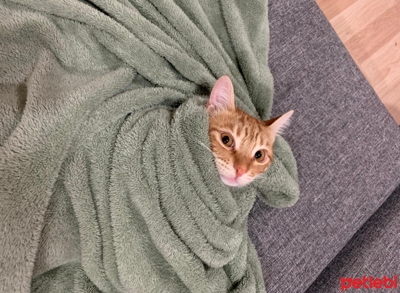 Tekir Kedi, Kedi  cedi fotoğrafı