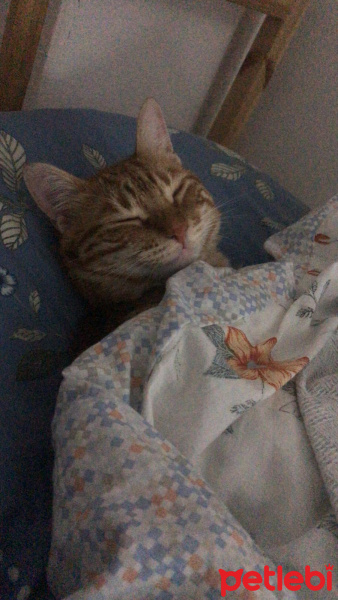 Tekir Kedi, Kedi  cedi fotoğrafı