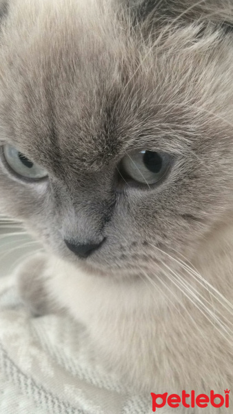 Scottish Fold, Kedi  Turşu fotoğrafı