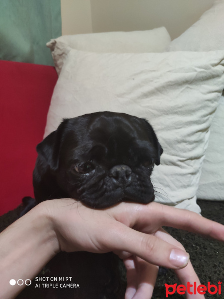 Pug, Köpek  Pakize fotoğrafı