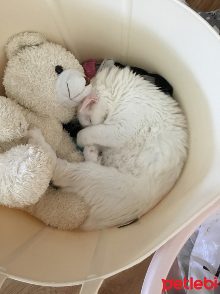 Ankara Kedisi, Kedi  Afrodit fotoğrafı