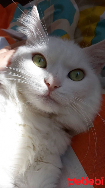 Ankara Kedisi, Kedi  Afrodit fotoğrafı