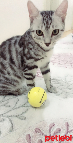 Tekir Kedi, Kedi  Çiçi fotoğrafı