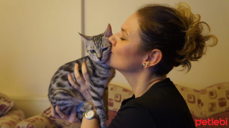 Tekir Kedi, Kedi  Çiçi fotoğrafı