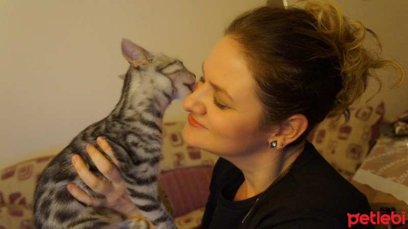 Tekir Kedi, Kedi  Çiçi fotoğrafı