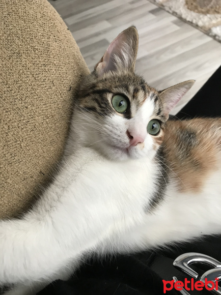 Cymric, Kedi  Tarçın fotoğrafı