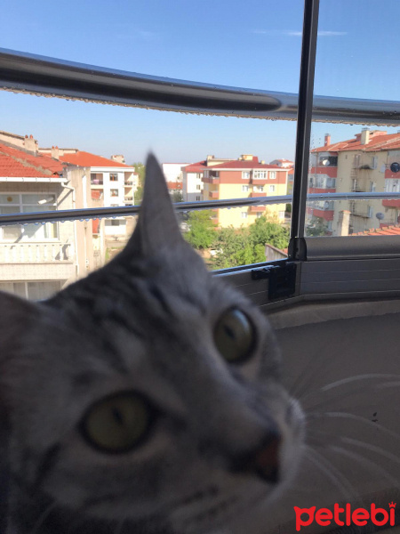 Tekir Kedi, Kedi  Çiçi fotoğrafı