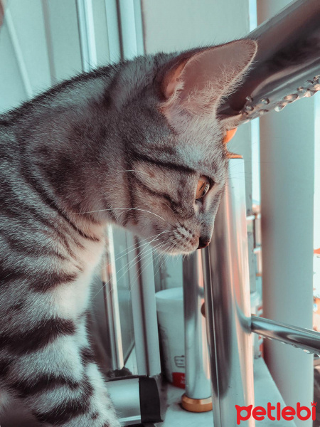 Tekir Kedi, Kedi  Çiçi fotoğrafı