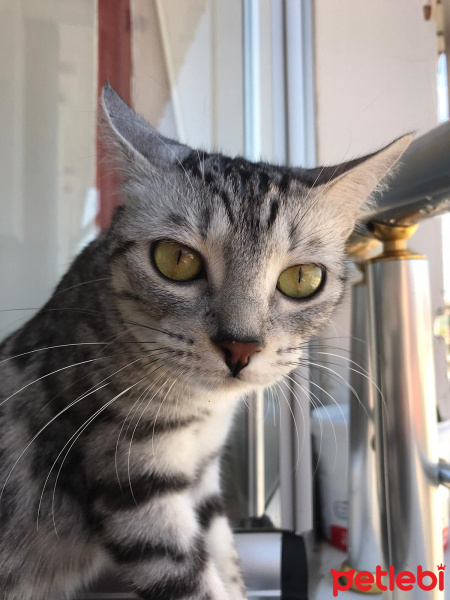 Tekir Kedi, Kedi  Çiçi fotoğrafı