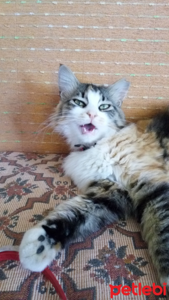 Norwegian Forest, Kedi  Mia fotoğrafı