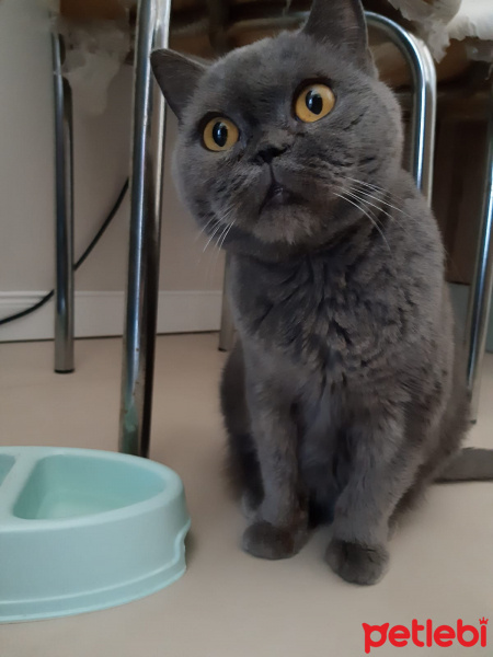 British Shorthair, Kedi  Hera fotoğrafı