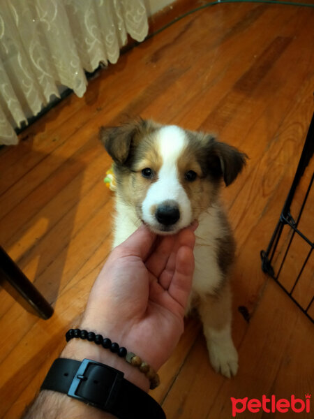 Collie, Köpek  Venüs fotoğrafı