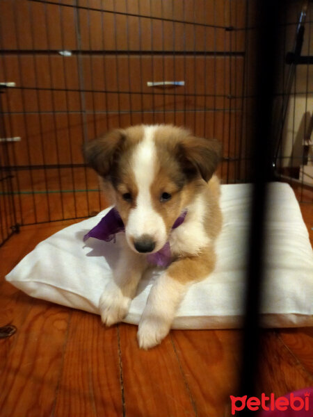 Collie, Köpek  Venüs fotoğrafı