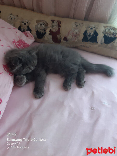 Scottish Fold, Kedi  Silver fotoğrafı