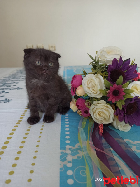 Scottish Fold, Kedi  Mavi fotoğrafı
