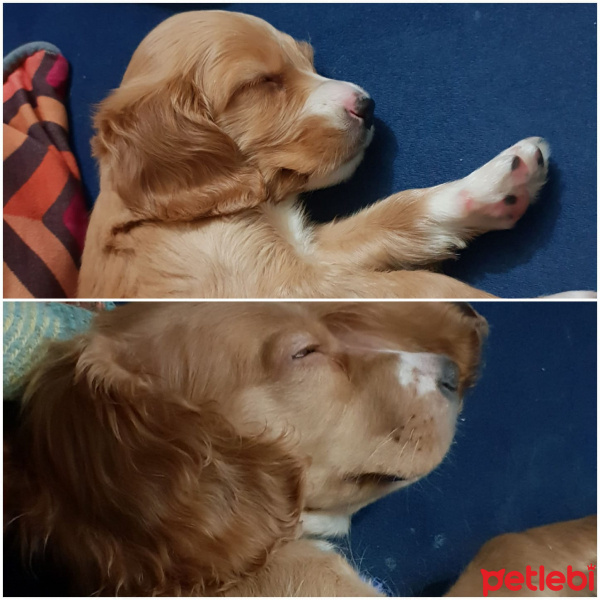 Amerikan Cocker Spaniel, Köpek  Tofi fotoğrafı