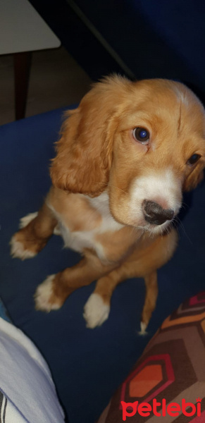 Amerikan Cocker Spaniel, Köpek  Tofi fotoğrafı