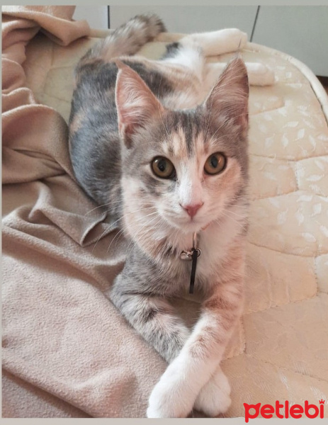 Tekir Kedi, Kedi  MİA fotoğrafı