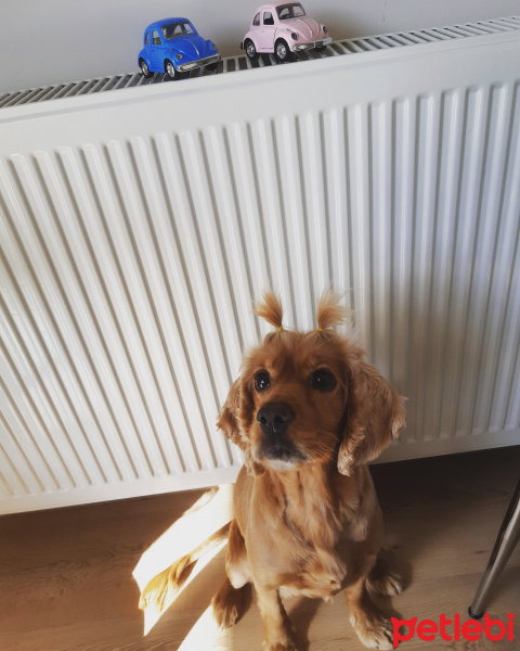 Amerikan Cocker Spaniel, Köpek  Tarçın fotoğrafı