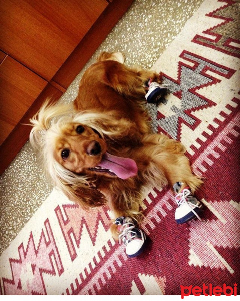 Amerikan Cocker Spaniel, Köpek  Tarçın fotoğrafı
