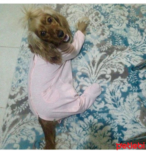 Amerikan Cocker Spaniel, Köpek  Tarçın fotoğrafı