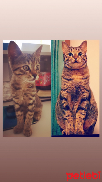 Tekir Kedi, Kedi  Sakız fotoğrafı