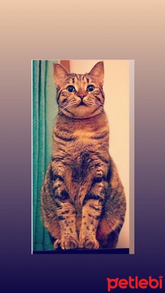 Tekir Kedi, Kedi  Sakız fotoğrafı