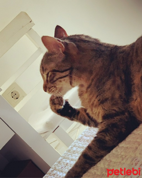 Tekir Kedi, Kedi  Sakız fotoğrafı