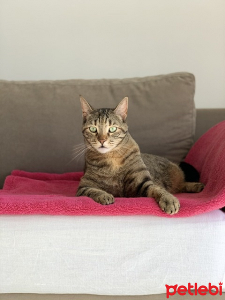 Tekir Kedi, Kedi  Sakız fotoğrafı