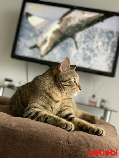 Tekir Kedi, Kedi  Sakız fotoğrafı