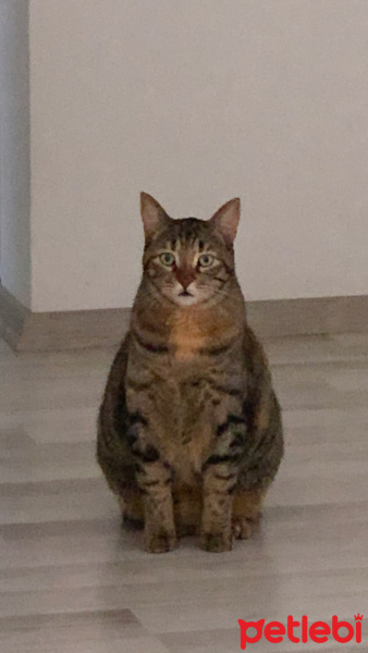 Tekir Kedi, Kedi  Sakız fotoğrafı