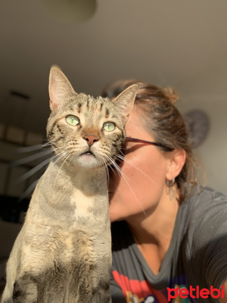 Tekir Kedi, Kedi  Sakız fotoğrafı