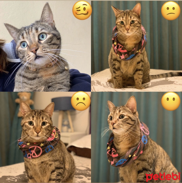 Tekir Kedi, Kedi  Sakız fotoğrafı