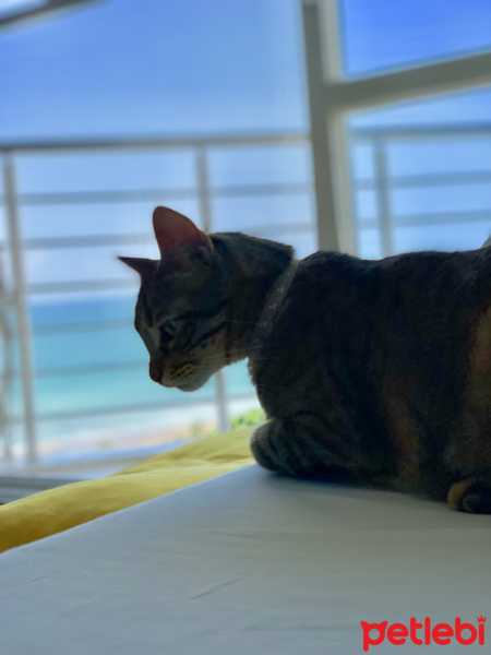 Tekir Kedi, Kedi  Sakız fotoğrafı