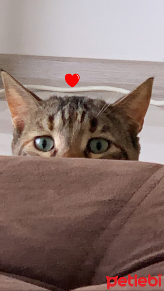 Tekir Kedi, Kedi  Sakız fotoğrafı