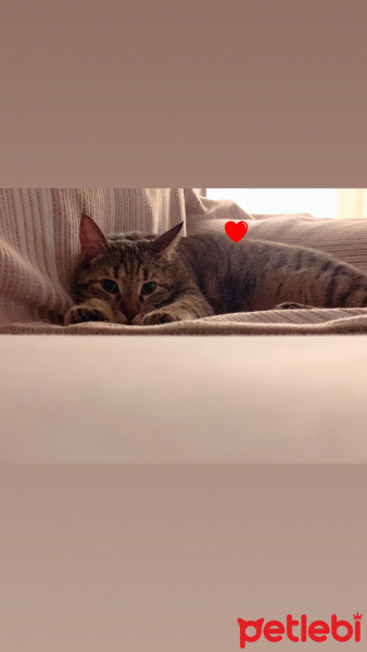 Tekir Kedi, Kedi  Sakız fotoğrafı