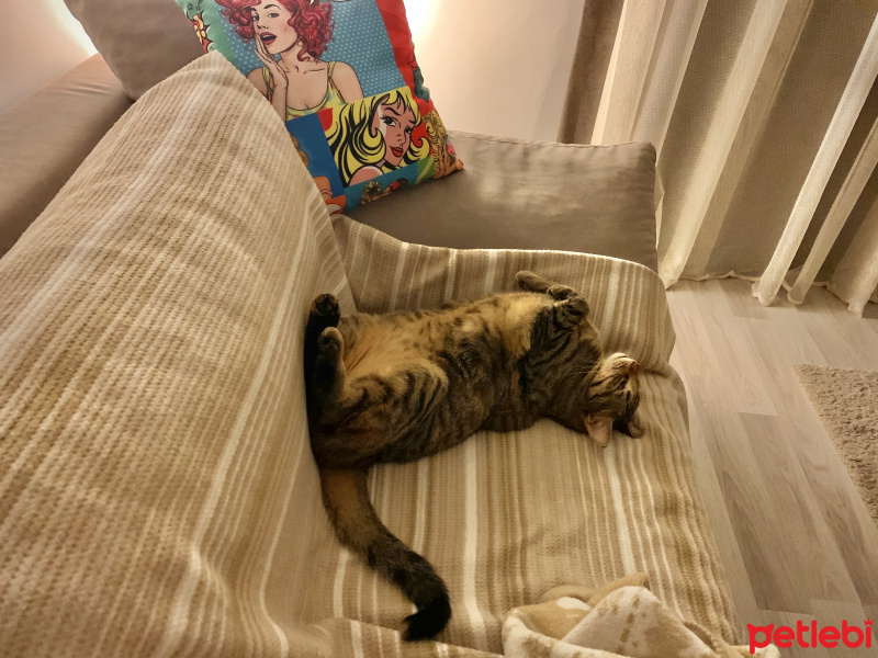 Tekir Kedi, Kedi  Sakız fotoğrafı