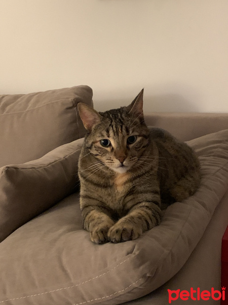 Tekir Kedi, Kedi  Sakız fotoğrafı