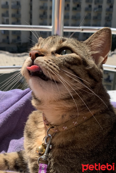 Tekir Kedi, Kedi  Sakız fotoğrafı