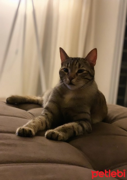 Tekir Kedi, Kedi  Sakız fotoğrafı