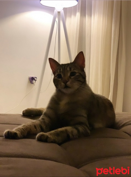 Tekir Kedi, Kedi  Sakız fotoğrafı