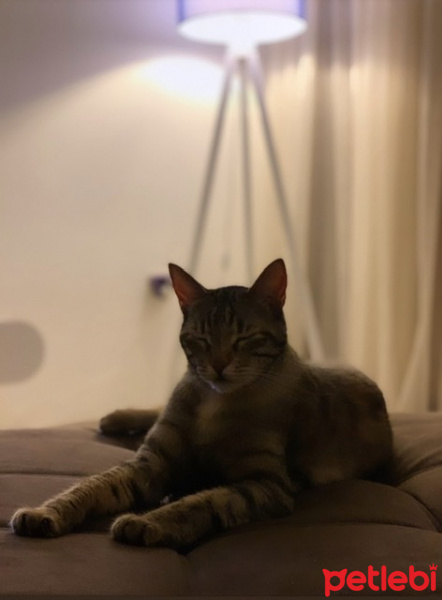 Tekir Kedi, Kedi  Sakız fotoğrafı