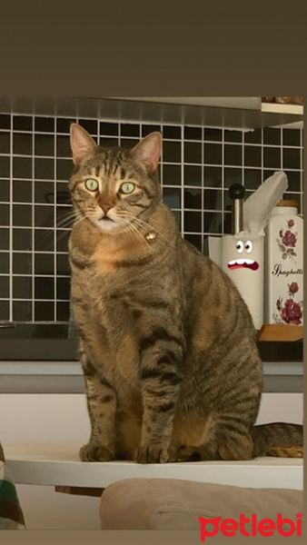 Tekir Kedi, Kedi  Sakız fotoğrafı