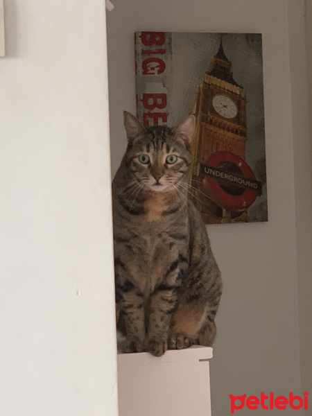 Tekir Kedi, Kedi  Sakız fotoğrafı