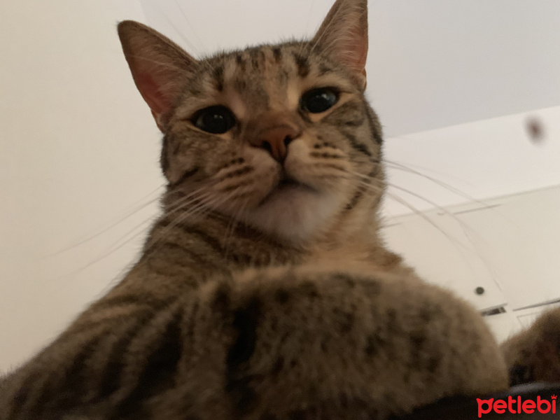 Tekir Kedi, Kedi  Sakız fotoğrafı