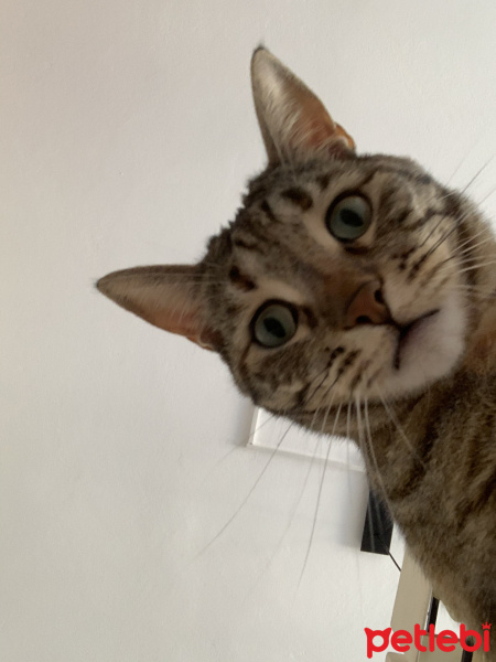 Tekir Kedi, Kedi  Sakız fotoğrafı