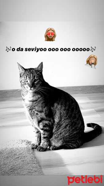 Tekir Kedi, Kedi  Sakız fotoğrafı
