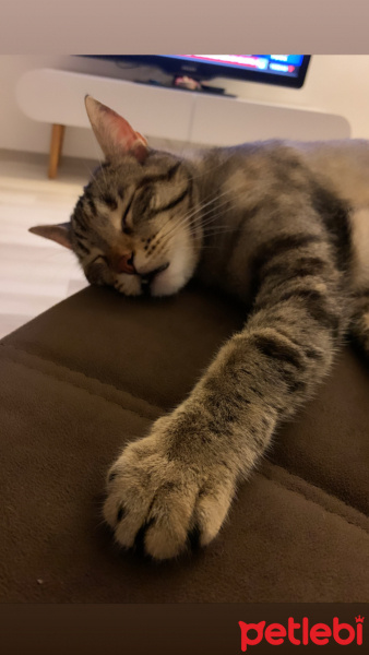 Tekir Kedi, Kedi  Sakız fotoğrafı